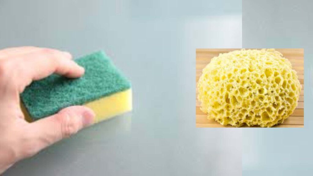 Are Kitchen Sponges Made From Sea Sponges?